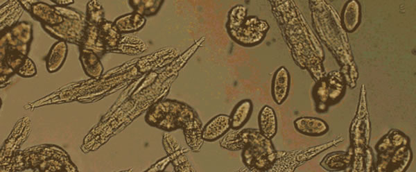 ��Adineta vaga�����ֳ桱