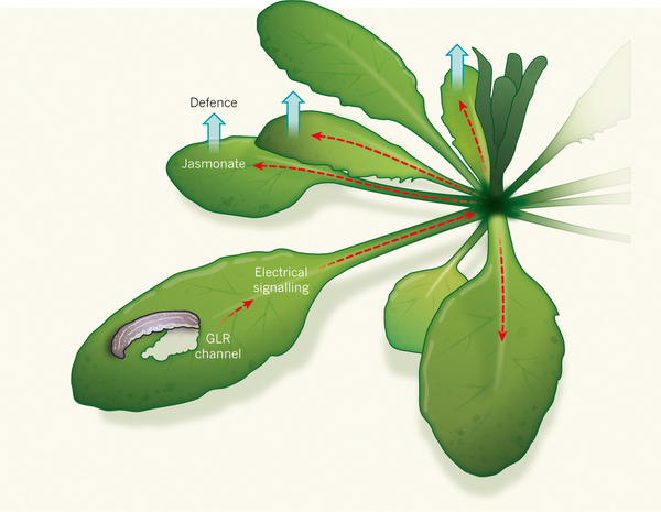 �о�֤ʵֲ�����õ紫�������ź�