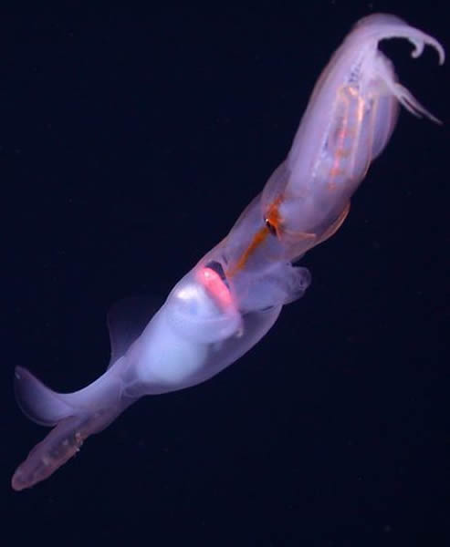 һ��������Ĺ��ڸ���˫���ϵ���Ƶ��ʾ���䲶ʳ����ķ�ʽ