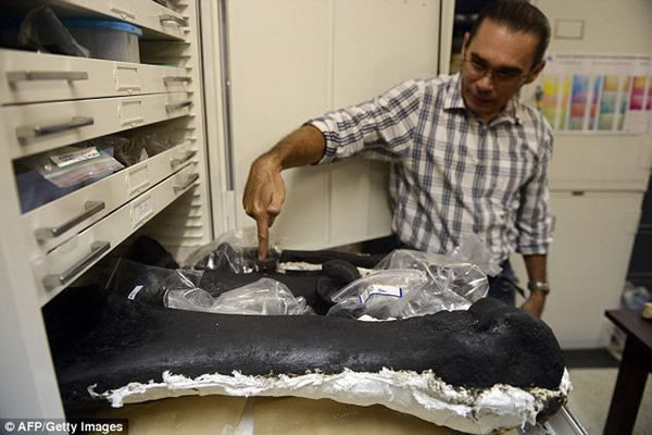 林康展示了保存在研究办公室中带有褐色污点的远古动物骨骼化石