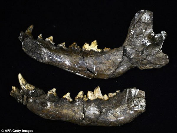 这是一个动物颌骨化石,目前研究人员正在搜寻史前人类的骨骼化石