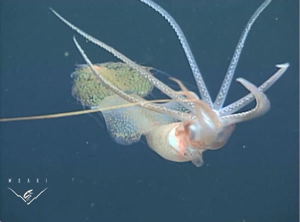 ����㡰����˫���ϡ��ںڰ��е���