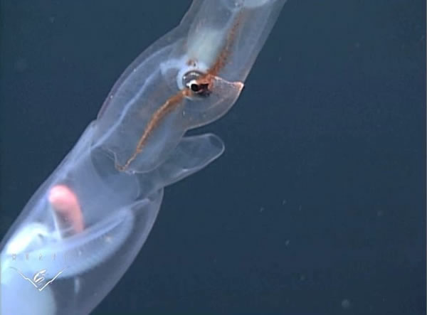 ����㡰����˫���ϡ��ںڰ��е���