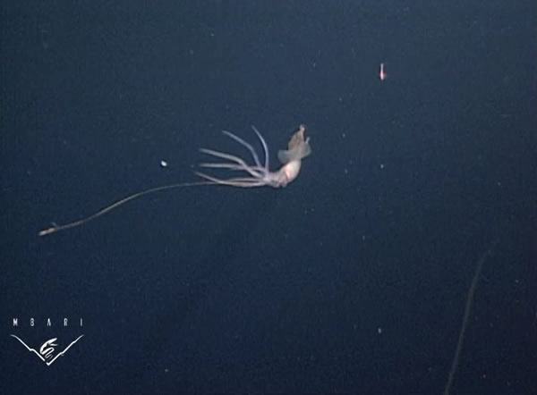 ����㡰����˫���ϡ��ںڰ��е���