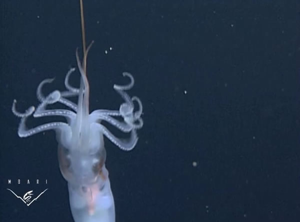 ����㡰����˫���ϡ��ںڰ��е���