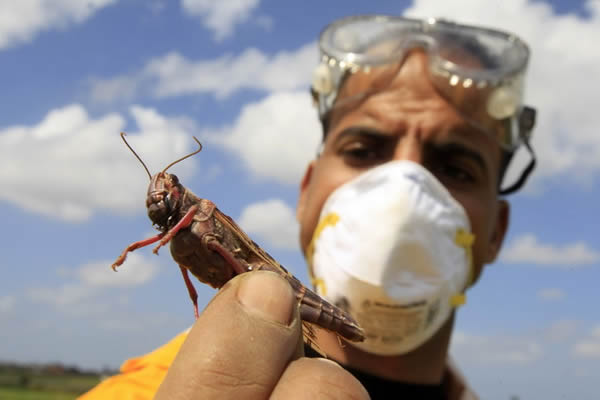 ȫ���ů����ũҵ���溦������ÿ��3�������ҵ��ٶ����ϱ�����չ