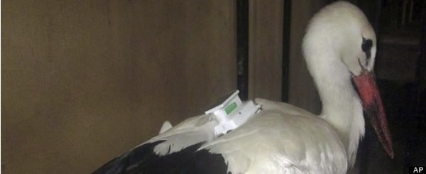 ������������һֻ�� ������Ϊ���