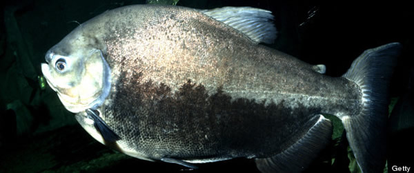 “切蛋鱼”锯腹脂鲤正在入侵法国