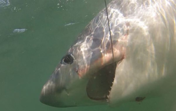 英国两名渔民“苦战”两小时钓到14英尺长的长尾鲨