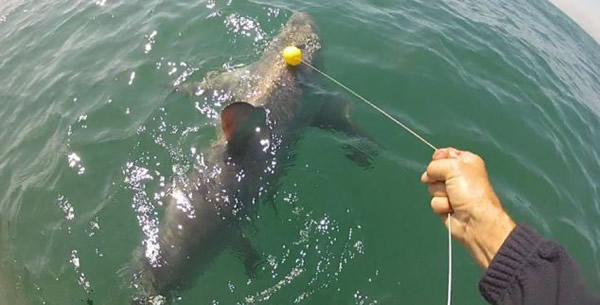 英国两名渔民“苦战”两小时钓到14英尺长的长尾鲨