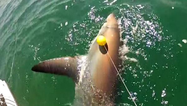 英国两名渔民“苦战”两小时钓到14英尺长的长尾鲨