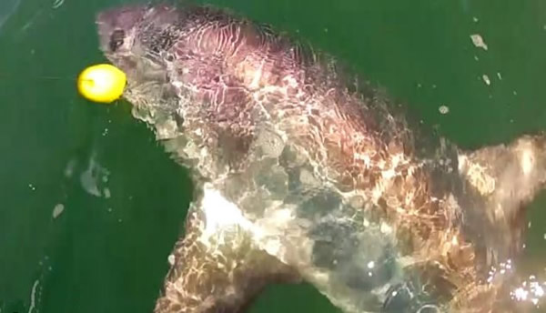 英国两名渔民“苦战”两小时钓到14英尺长的长尾鲨