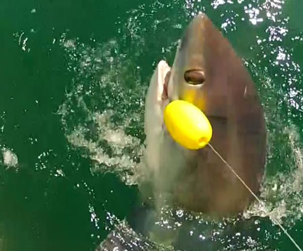 英国两名渔民“苦战”两小时钓到14英尺长的长尾鲨