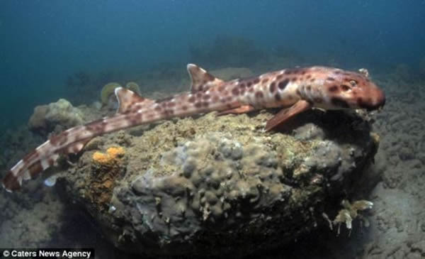 珊瑚礁生态学家和海洋保护主义者马克-厄德曼拍摄了“行走鲨”觅食的视频。厄德曼表示这一发现让他的研究小组陷入兴奋之中。