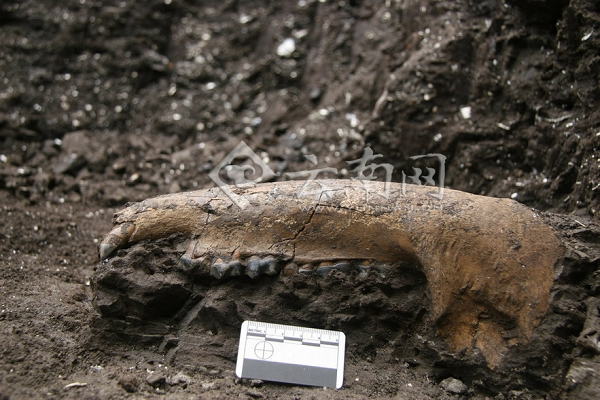 貘下颌化石出土状态