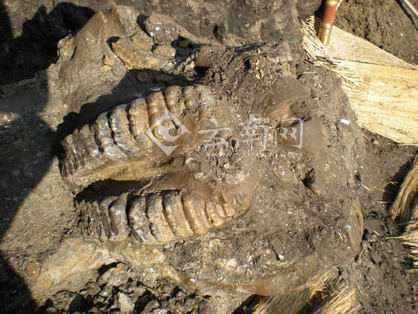 剑齿象头骨出土状态