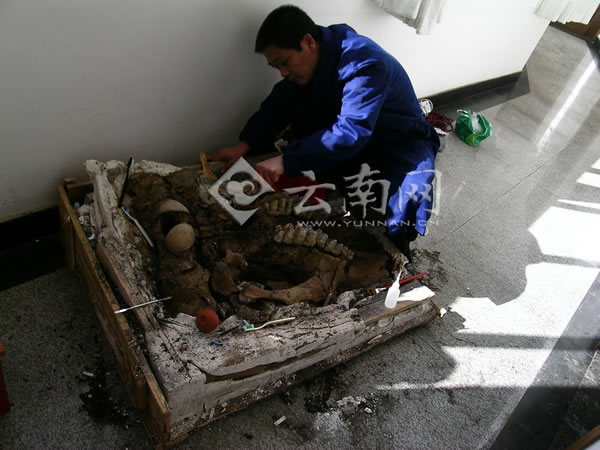 乳齿象化石修复