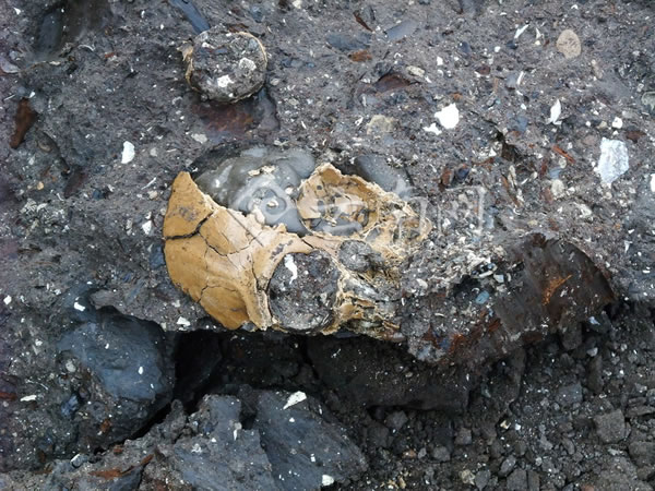 古猿头骨化石出土状态