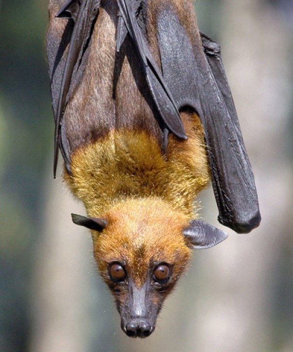 ���ڲ��鶯���оͿ���Ǳ���ų���32����δ֪�Ĳ���