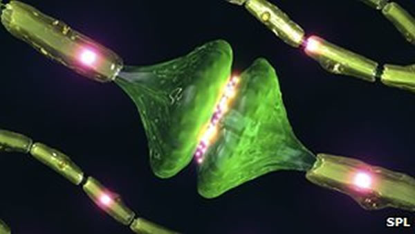 髓磷脂可以保护脑细胞,并提高细胞之间传递信号的速度。