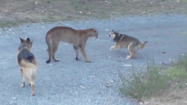 加拿大两只宠物狗齐心协力赶走来势汹汹的美洲狮