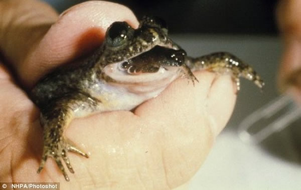 ���ǰĴ������������θ���ܣ���������1983�������ʧ��Ŀǰ��ѧ�Ҽƻ����¸�������