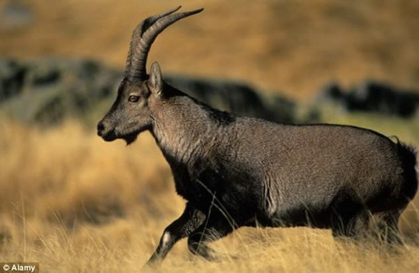 �Ⲣ�����״μƻ�����������֣�4��ǰ����������ѧ�ҳ��Ը���2000������ı���ţ˹Ұɽ�������ź����ǣ��ճ��������в��ñ�����