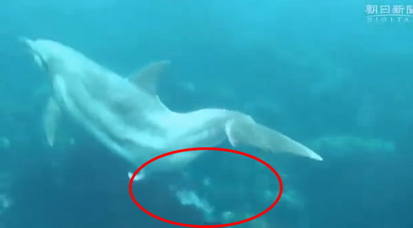 日本京都大学首度捕捉“海豚梦遗”的画面
