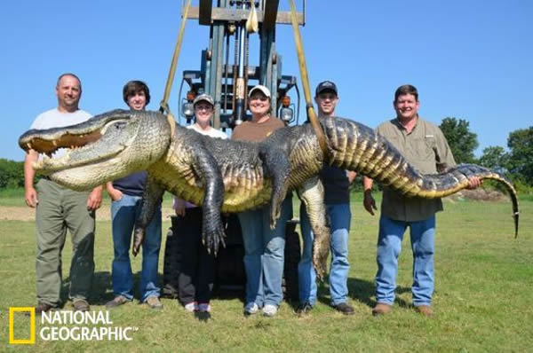 来自密西西比州维克斯堡的达斯汀·博克曼及其狩猎团体在田纳西州克莱本县的大黑河捕获到了这条创纪录的大鳄鱼。它长4.13米,重330公斤,是到目前为止密西西比州捕鳄