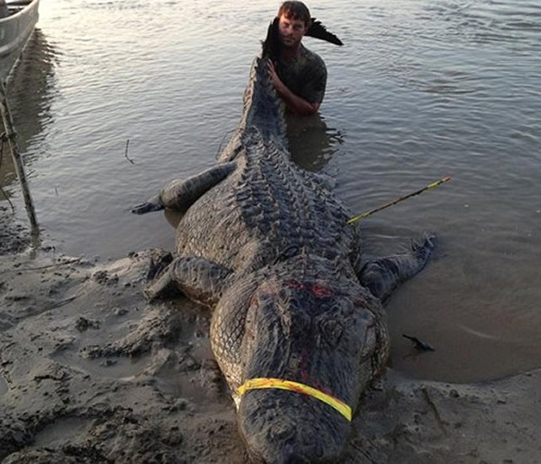 博克曼捕获重达330公斤的鳄鱼,刷新当地纪录。