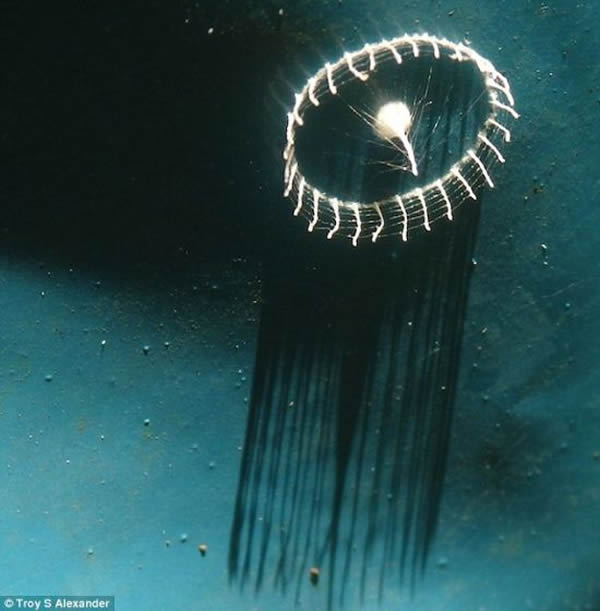 从研究人员亚历山大6月在一些蓝色帆布下发现这些结构以来,科学家一直困惑不解。