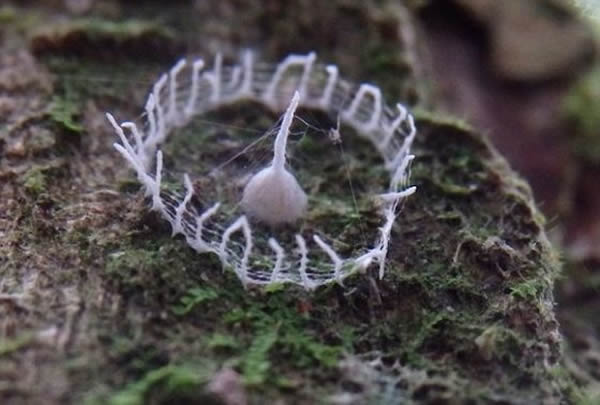 从那以后,他把照片发到网上,目的是寻找这些奇特结构的起源和揭示它们真面目的细节。迄今为止,没有人能够识别它们。