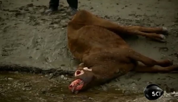 美国科罗拉多州的神秘屠牛事件