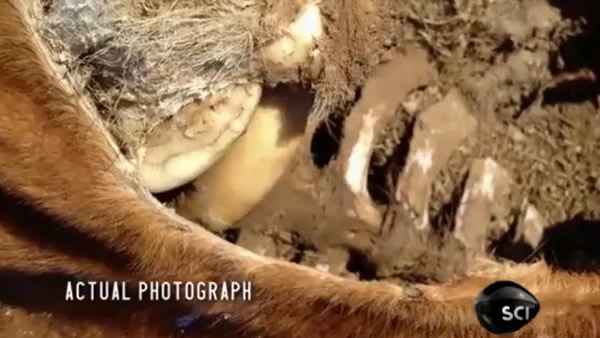 兽医没有解释为甚么掠食动物留下完整尸体,只带走一些没甚么肉的部位。