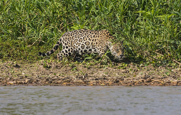 美洲豹闪电猎杀凯门鳄
