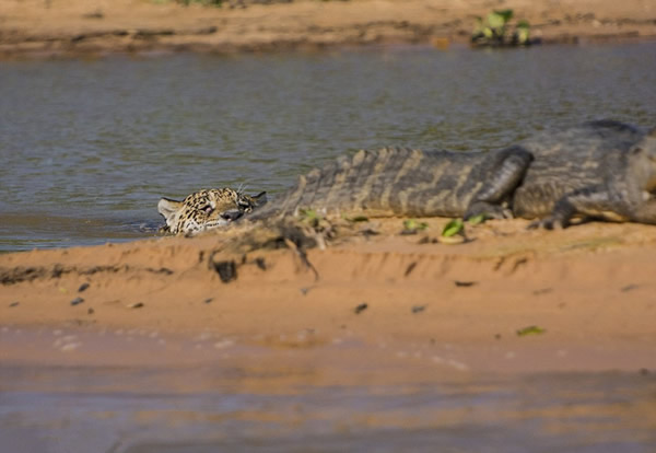 美洲豹闪电猎杀凯门鳄
