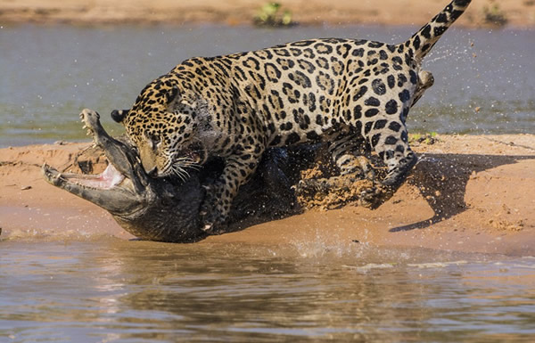 美洲豹闪电猎杀凯门鳄