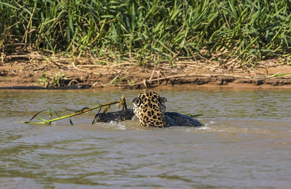 美洲豹闪电猎杀凯门鳄