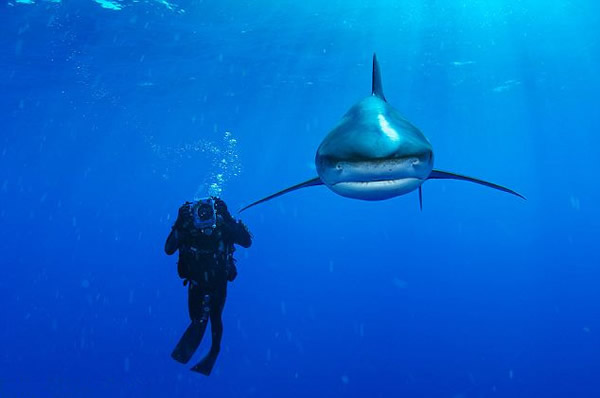 美国摄影师捕捉濒临灭绝的海洋生物的华美图景