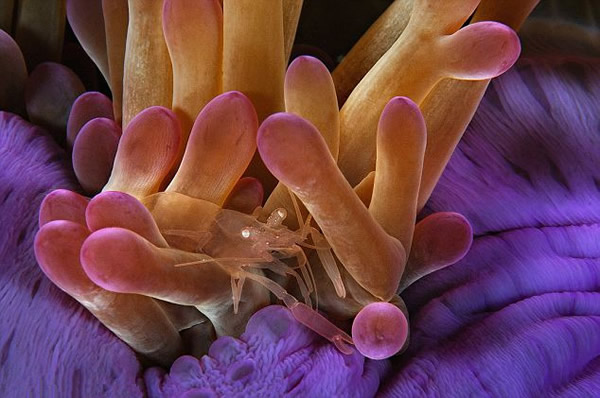 美国摄影师捕捉濒临灭绝的海洋生物的华美图景