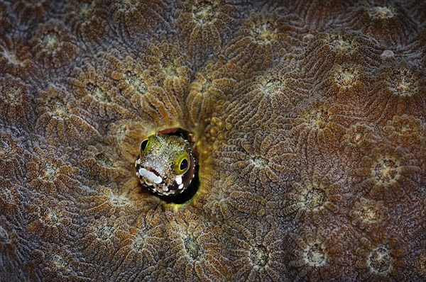 美国摄影师捕捉濒临灭绝的海洋生物的华美图景