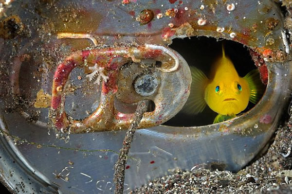 美国摄影师捕捉濒临灭绝的海洋生物的华美图景