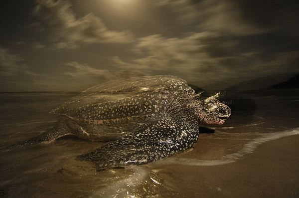 美国摄影师捕捉濒临灭绝的海洋生物的华美图景