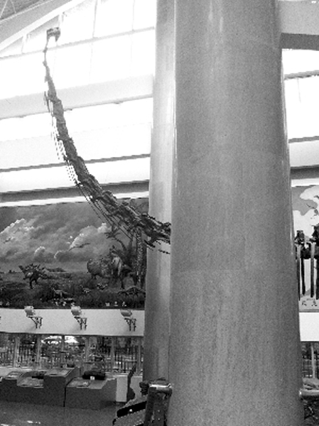 南京古生物博物馆柱子上的腕足化石