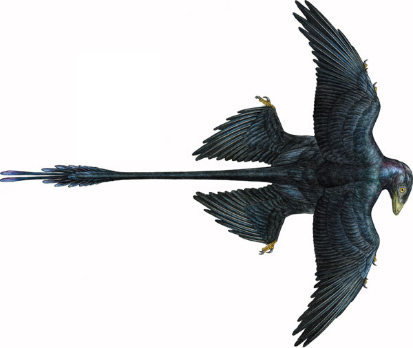 小盗龙的体表颜色复原图