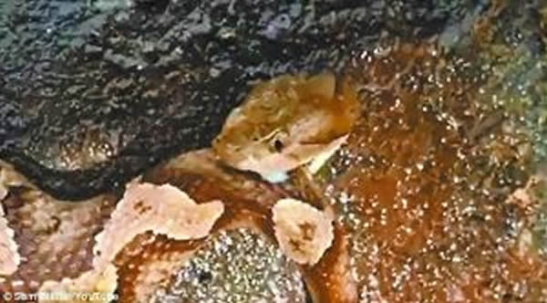 美国一条被斩首的铜头蛇啃咬自己身体