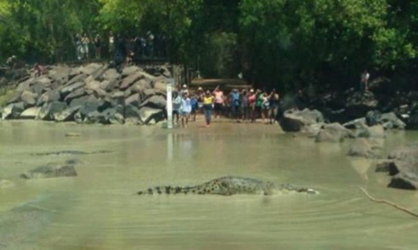 澳大利亚一条鳄鱼在十字路口享受美餐致交通停顿