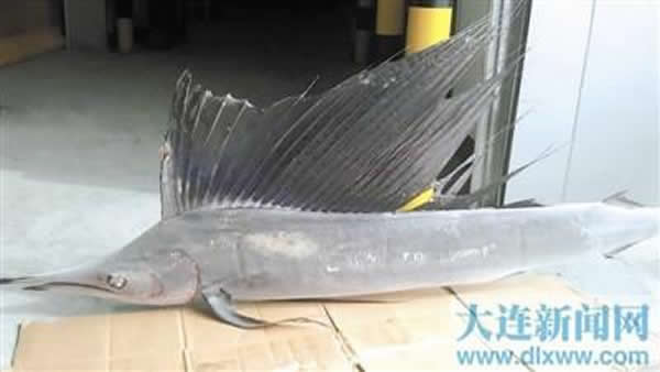 长海水域捕获罕见热带旗鱼