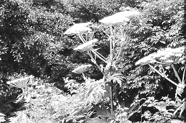 欧盟委员会提出一项新的立法建议,应对外来物种入侵带来的威胁。