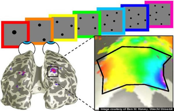 大脑表面的不同区域对于不同的点数量做出反应